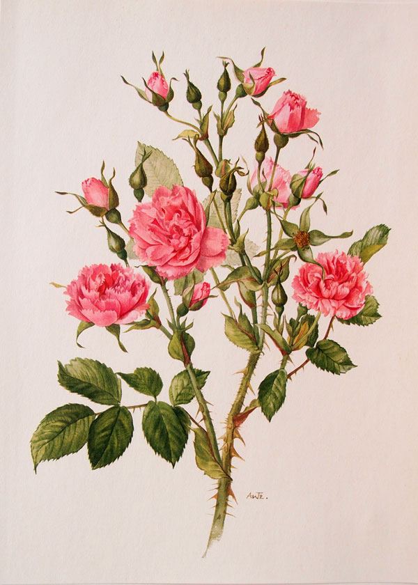 stampa antica rosa pink grootendorst