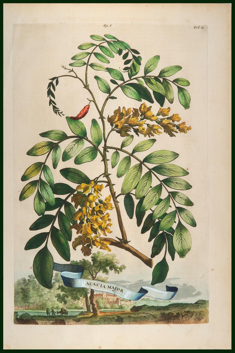 stampa antica acacia munting