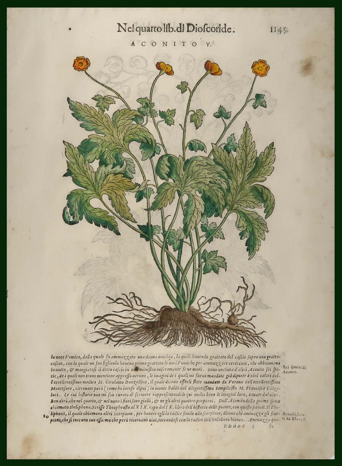 stampa antica aconito mattioli