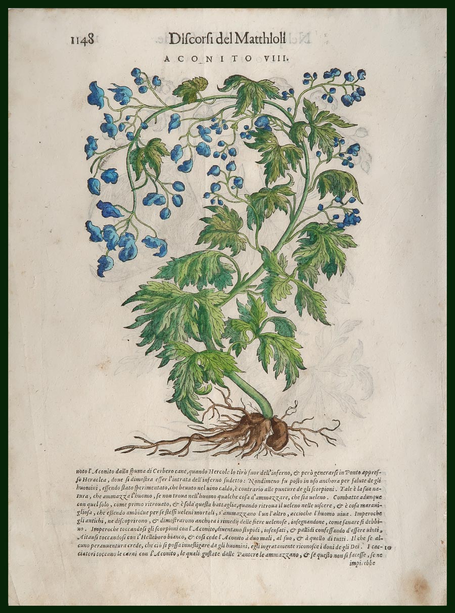 stampa antica aconito mattioli