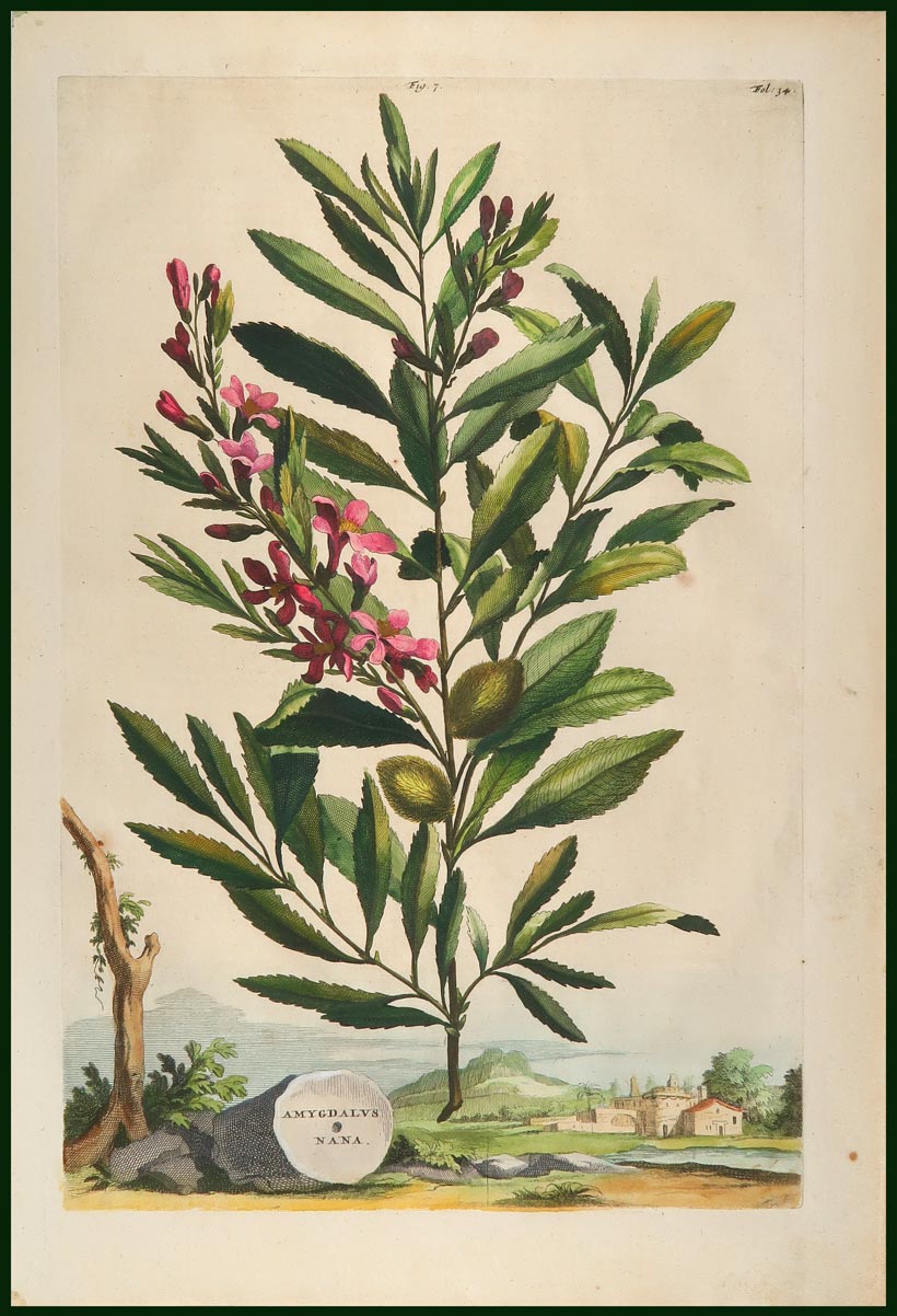 stampa antica amigdalus munting
