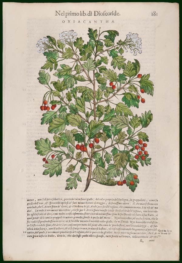stampa antica biancospino mattioli