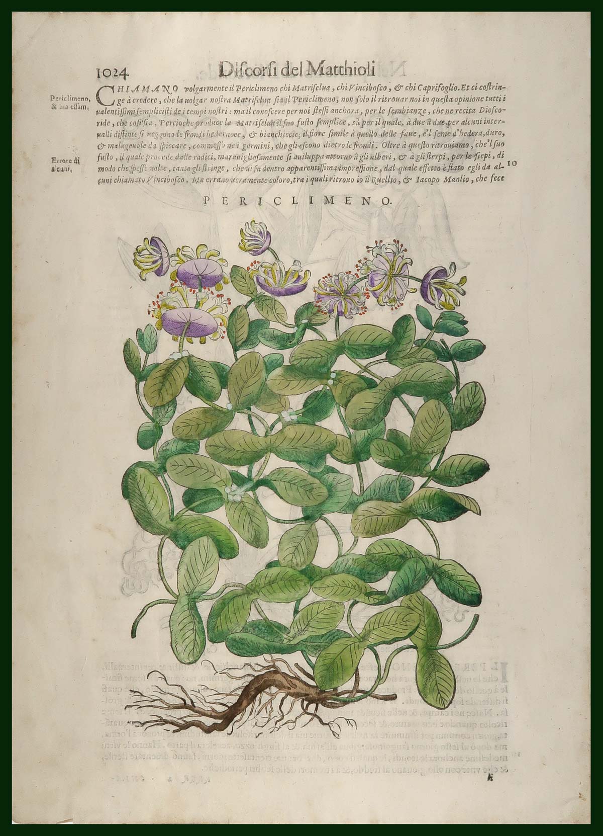 stampa antica caprifoglio mattioli