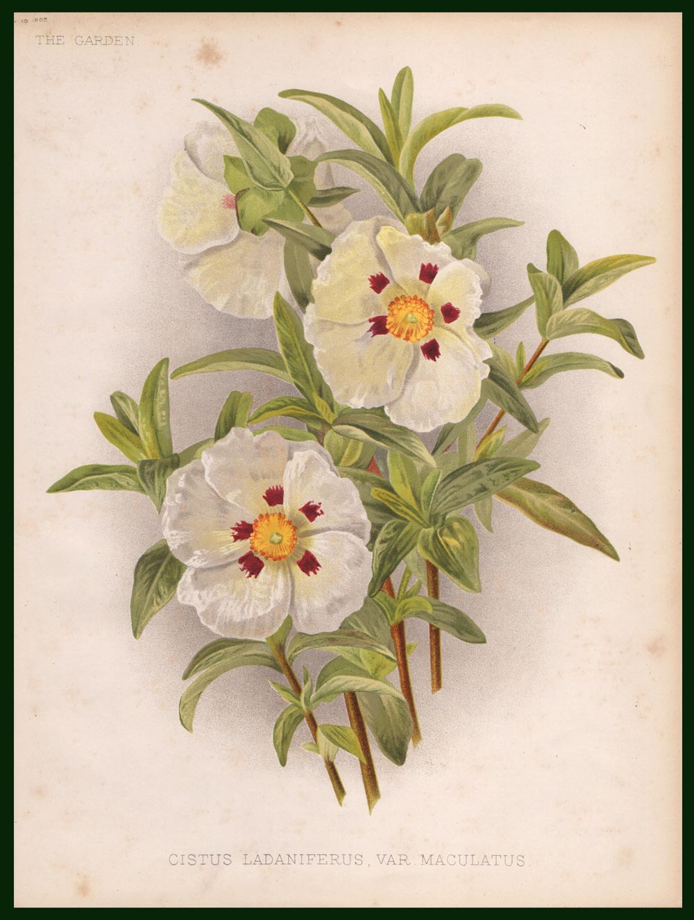 stampa antica cistus ladaniferus