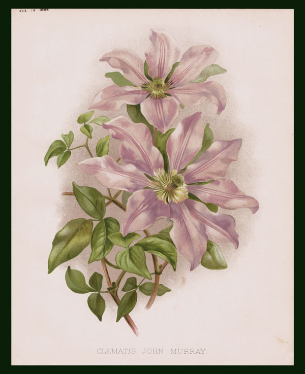 stampa antica clematis robinson