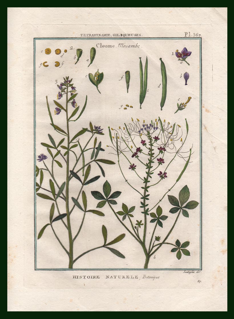 stampa antica cleome