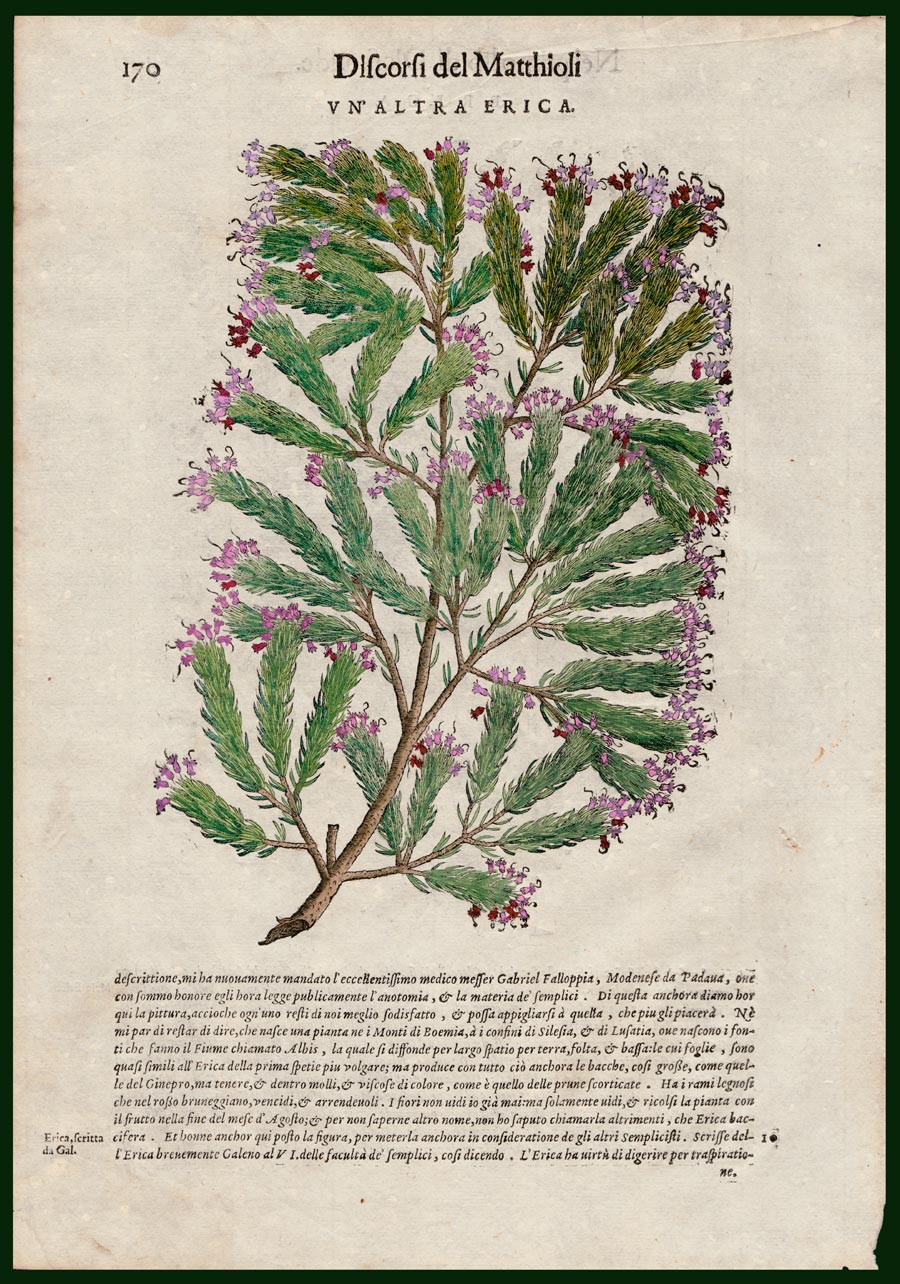 stampa antica erica mattioli
