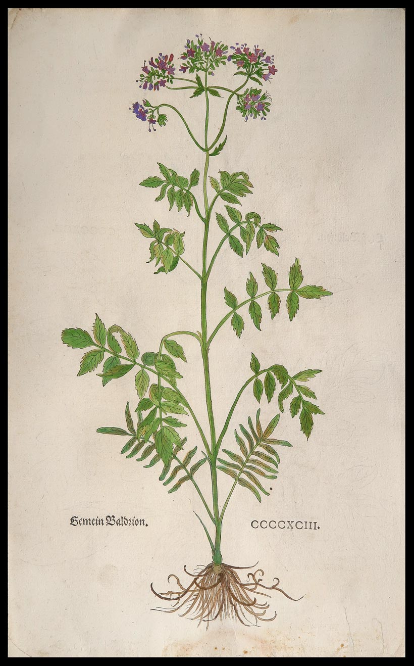stampa antica gemein baldrion fuchs