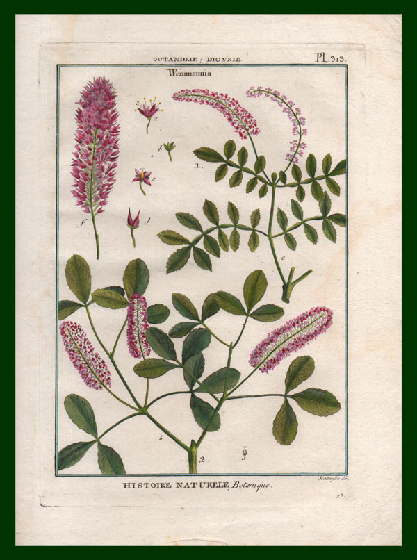 stampa antica weinmannia