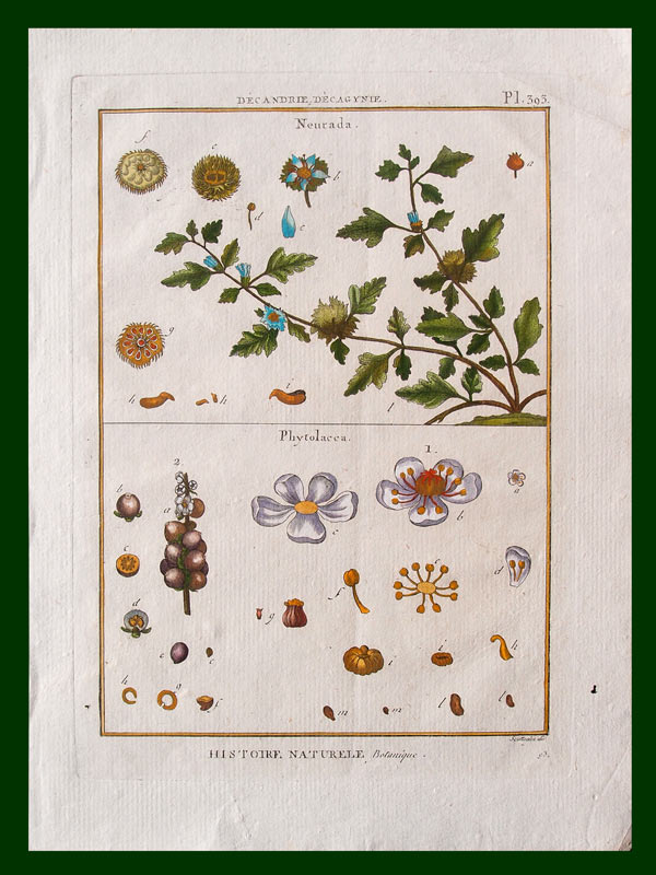 stampa antica fiori phytolacca