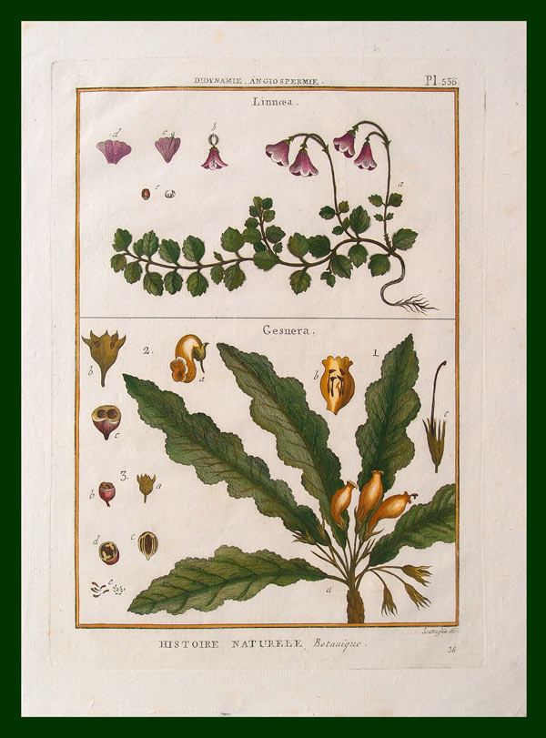 stampa antica fiori tableau encyclopédique