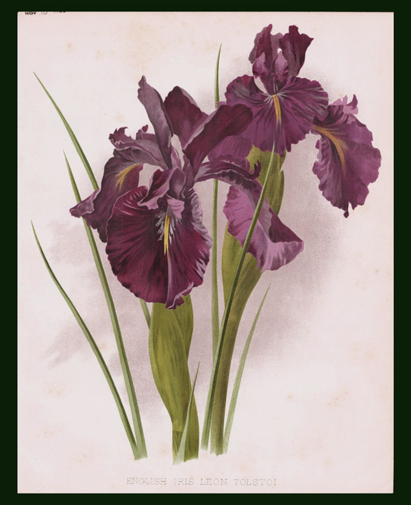 stampa antica iris tolsoi