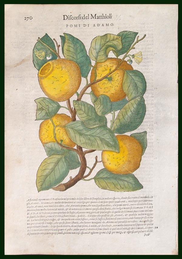 stampa antica lumie mattioli