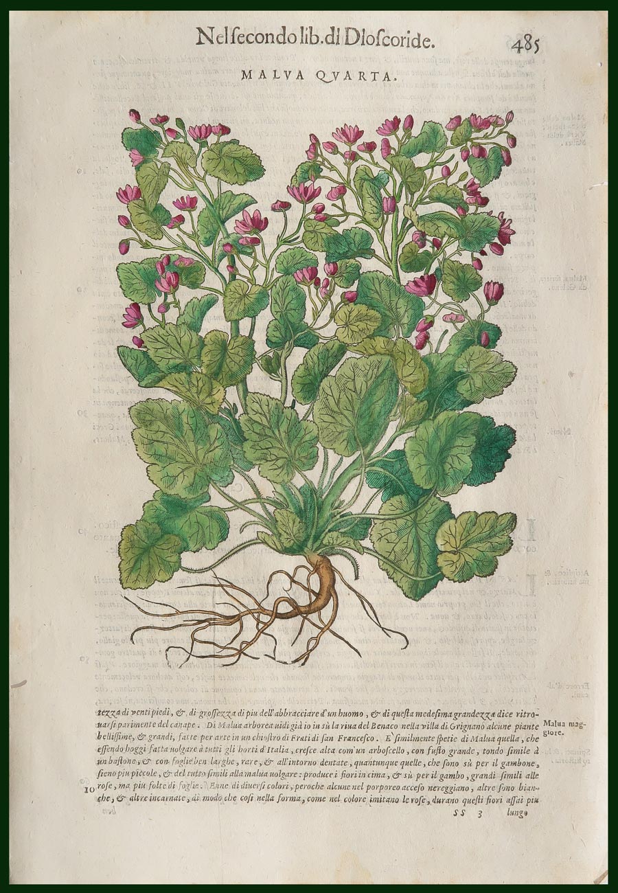 stampa antica malva mattioli