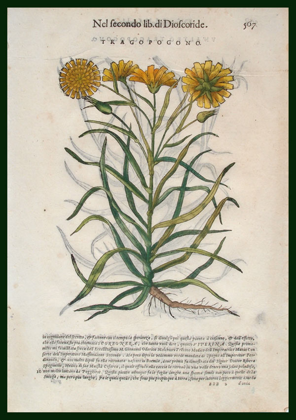 stampa antica tragopogono mattioli
