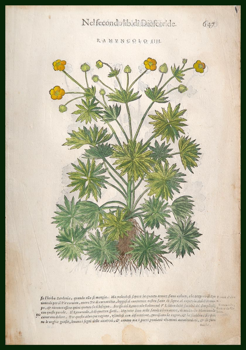 stampa antica ranuncolo mattioli