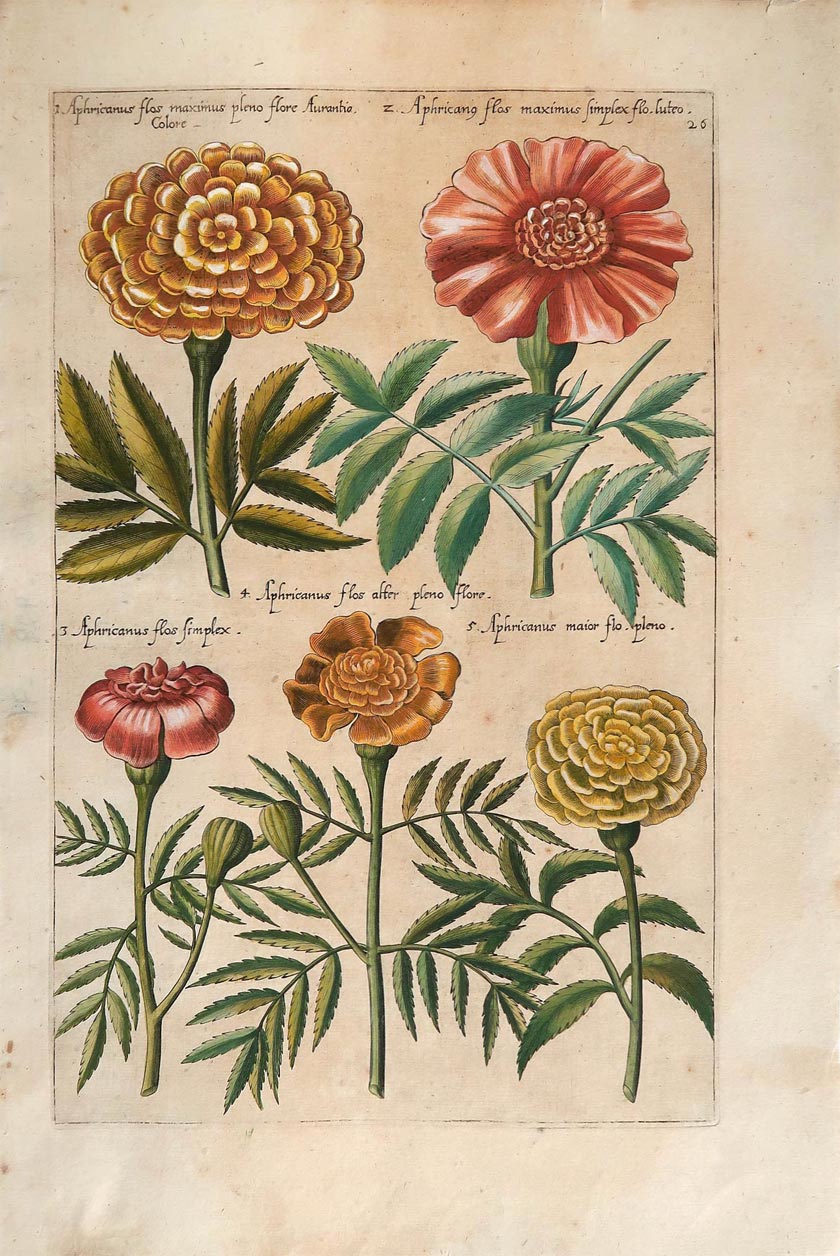 stampa antica africanus sweert