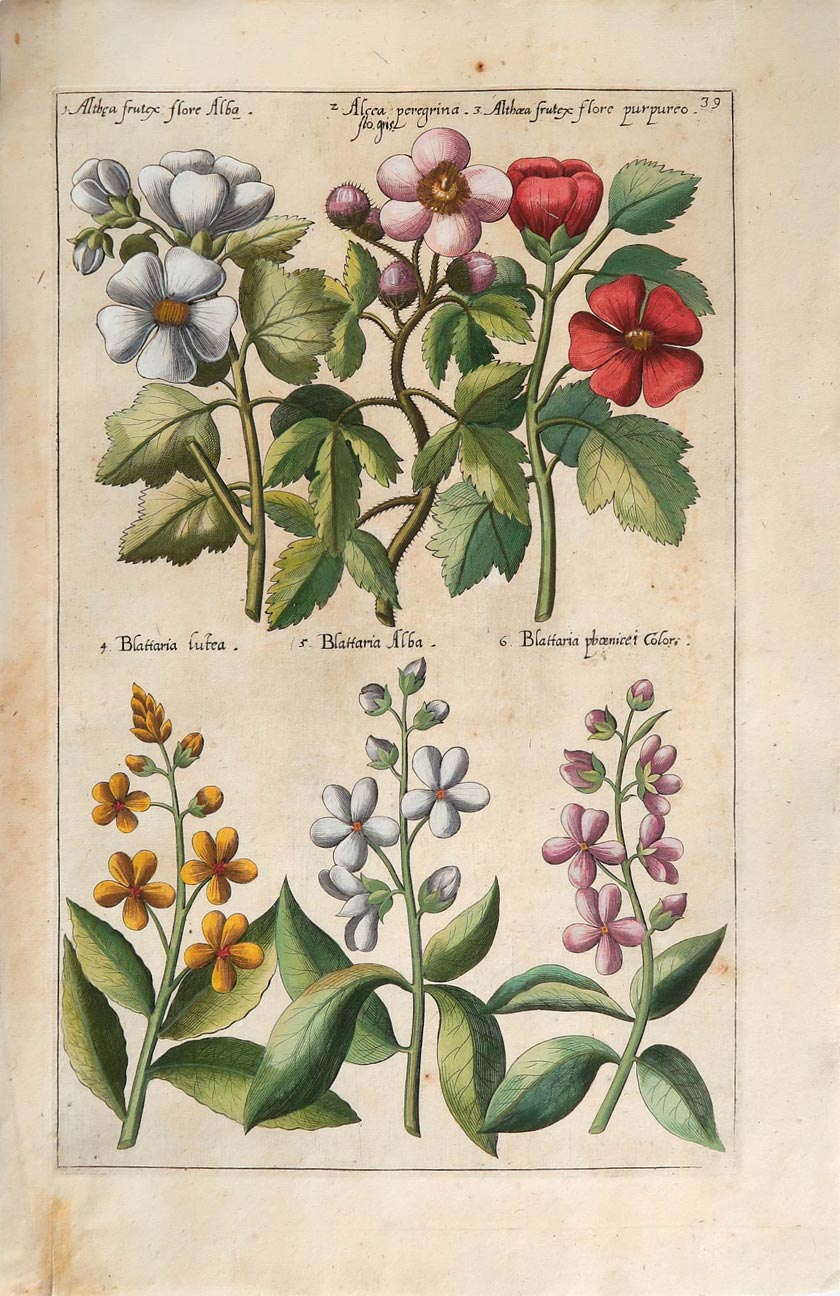 stampa antica althea sweert