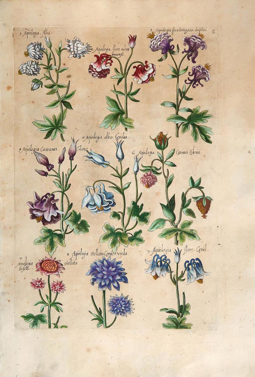 stampa antica aquilegia sweert