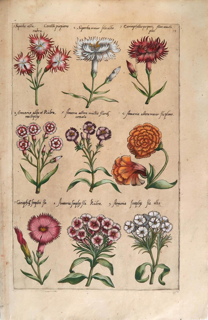 stampa antica armeria sweert