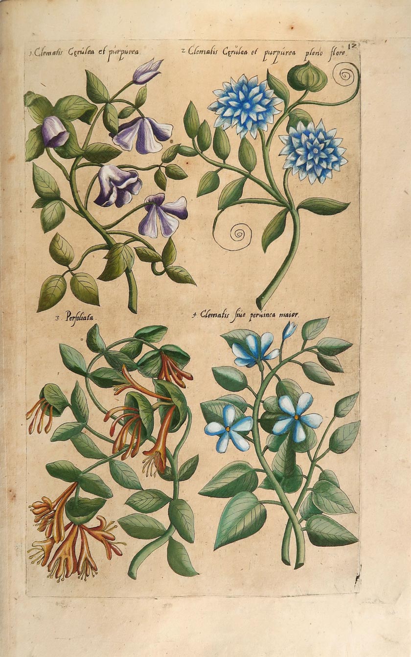 stampa antica clematis sweert