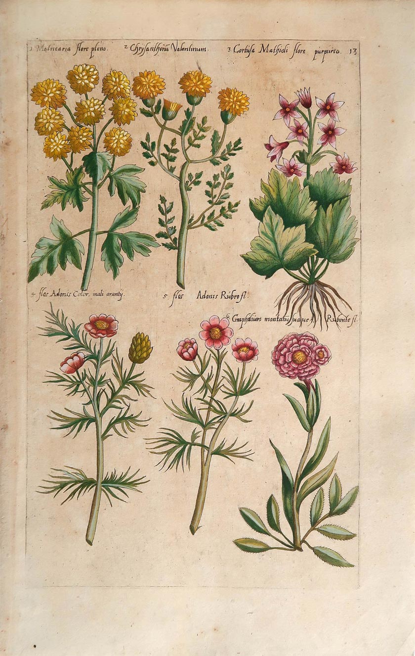 stampa antica crisantemo sweert