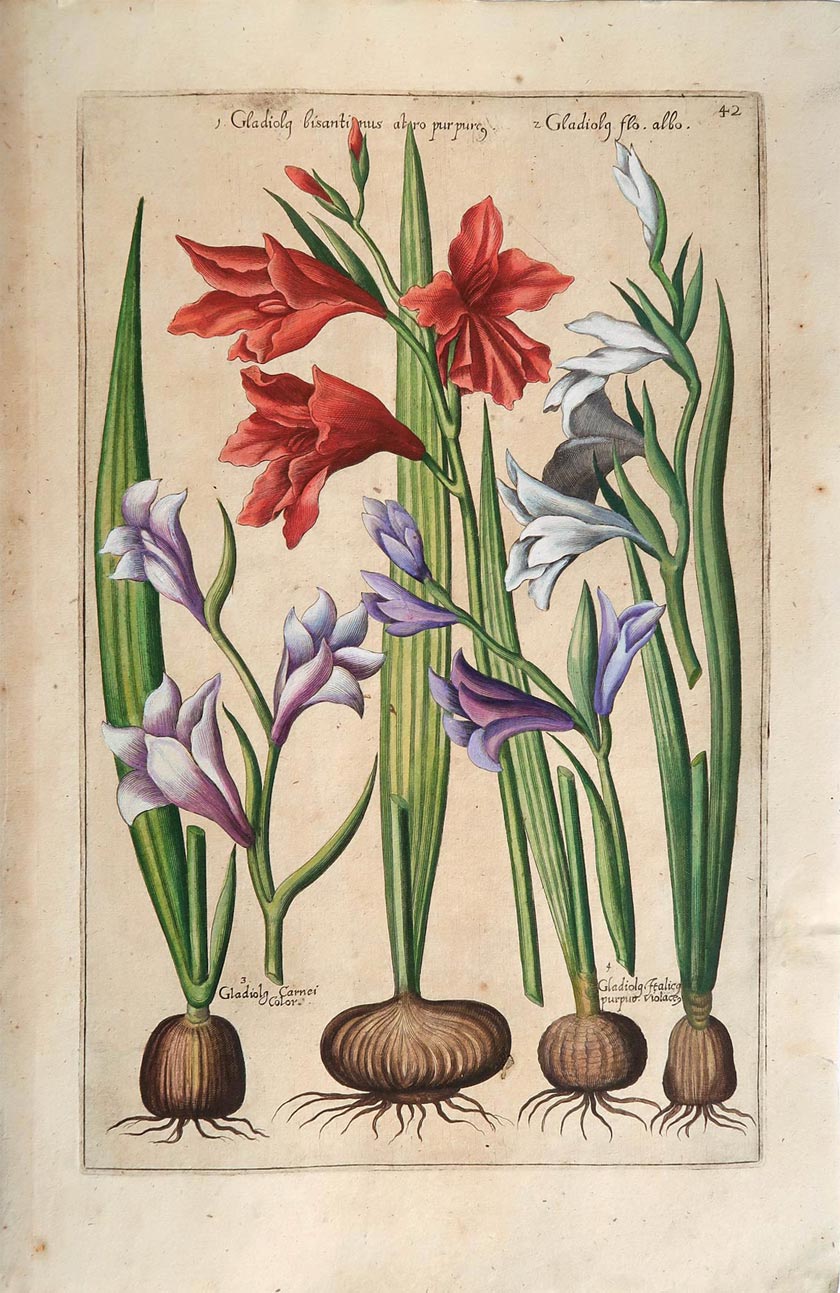 stampa antica gladioli sweert