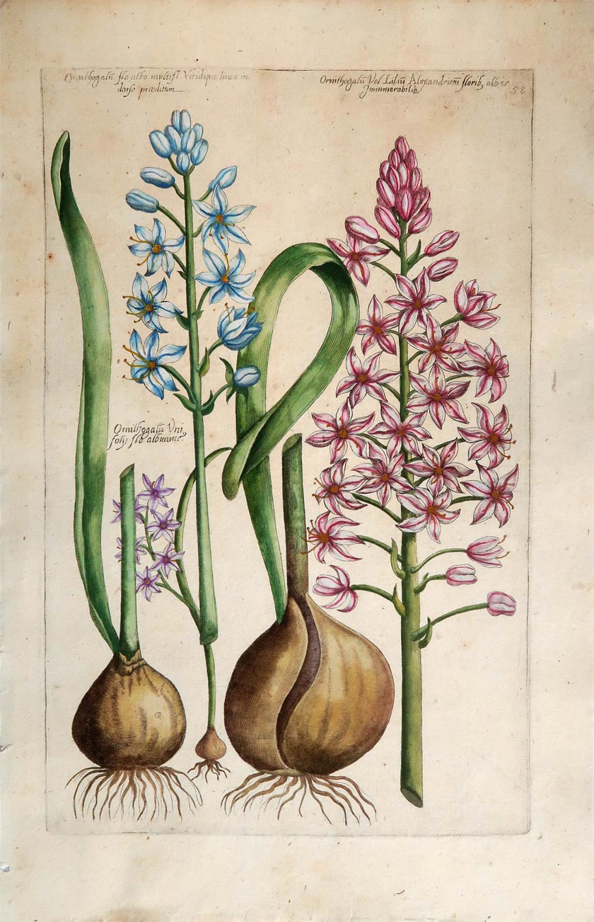stampa antica ornithogallo sweert