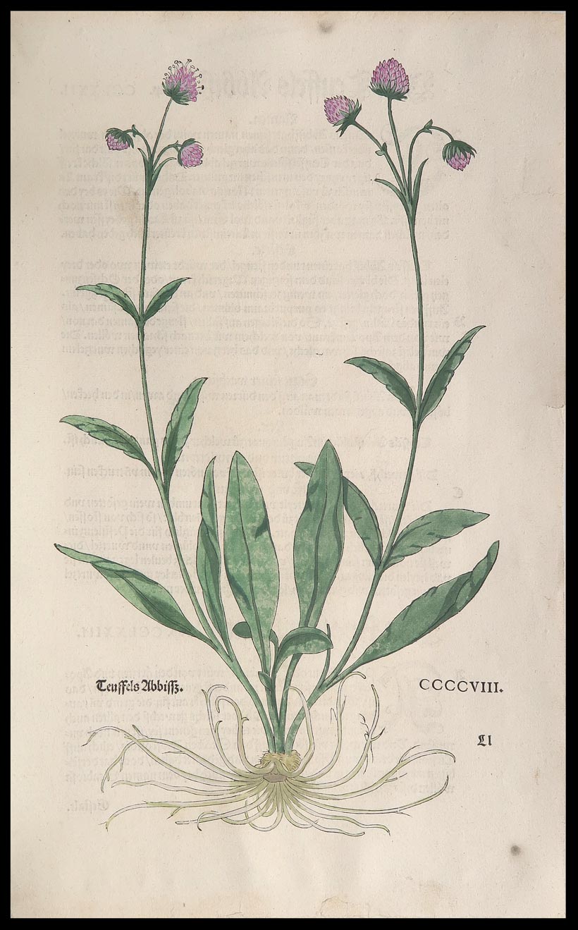 stampa antica teuffels abbiffz fuchs