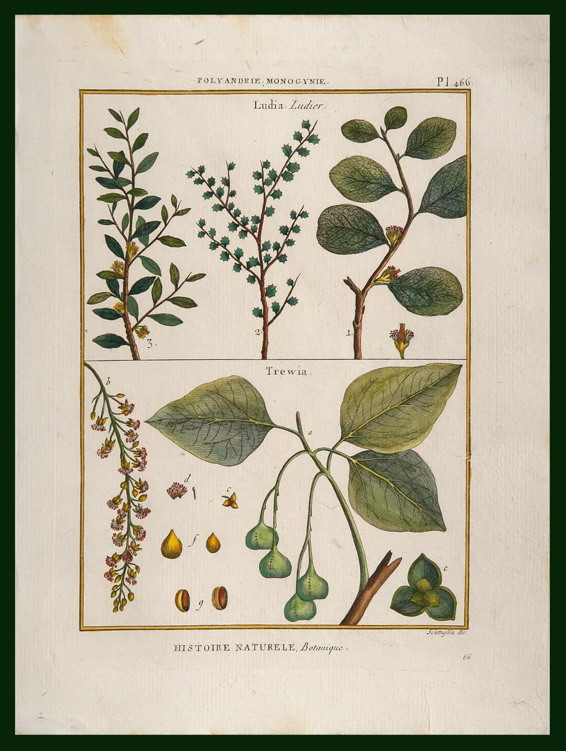 stampa antica trewia