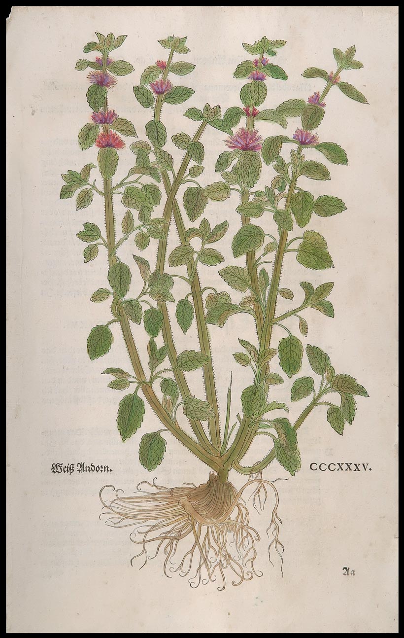 stampa antica weib undorn fuchs