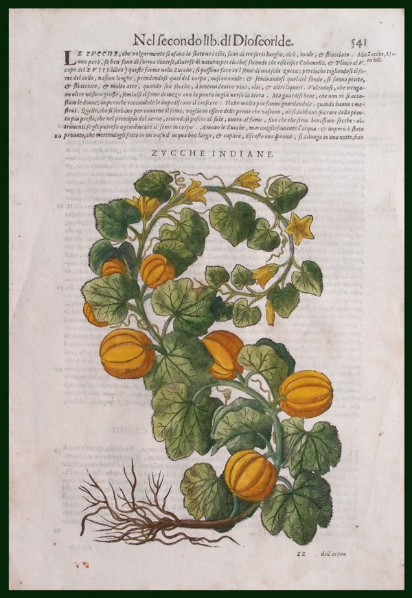 stampa antica zucche mattioli