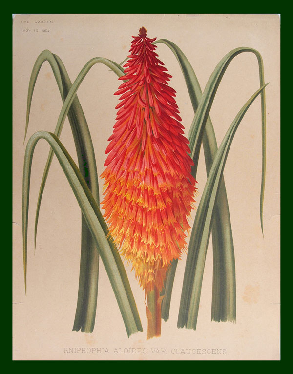 stampa antica kniphofia