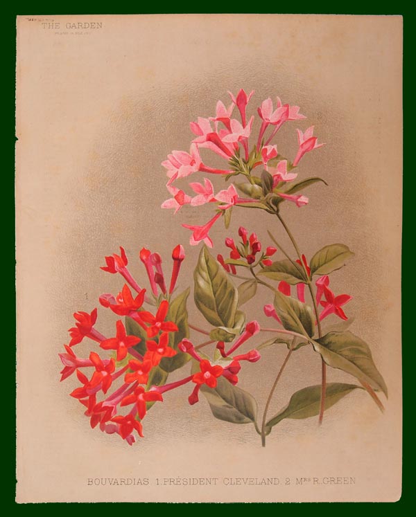stampa antica fiore buvardia