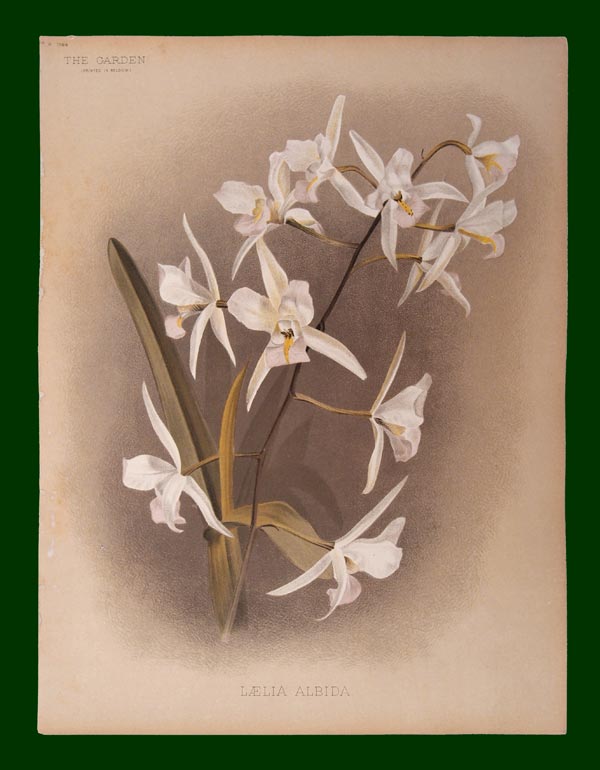 stampa antica orchidea