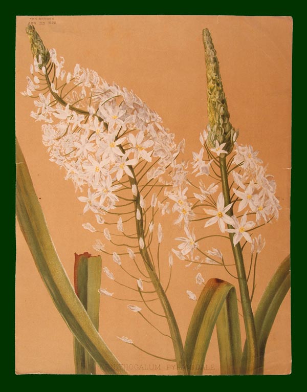 stampa antica fiori bianchi