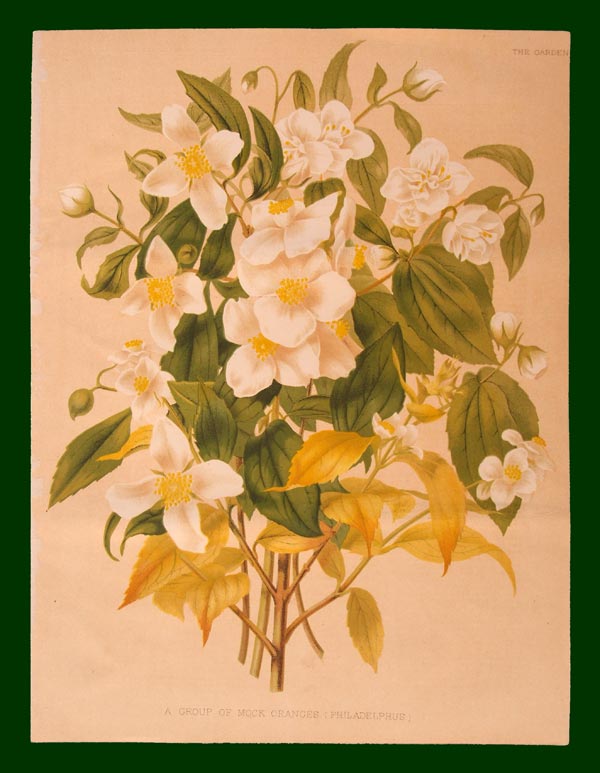 stampa antica filadelfo