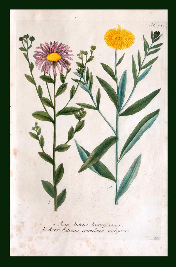 stampa antica margherite weinmann