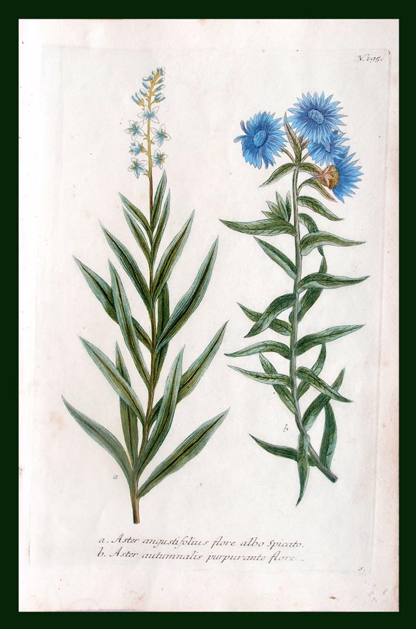 stampa antica fiori campo weinmann
