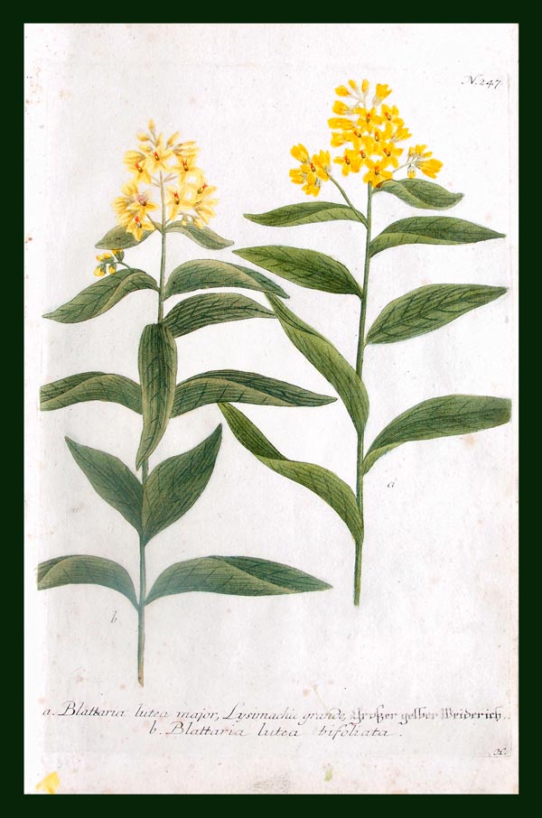 stampa antica lysimachie weinmann