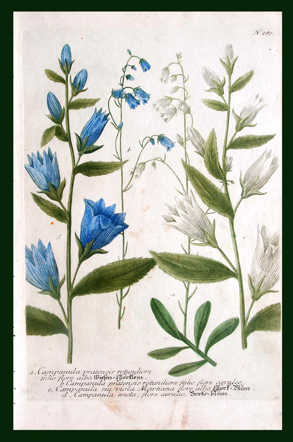stampa antica fiori campanule weinmann
