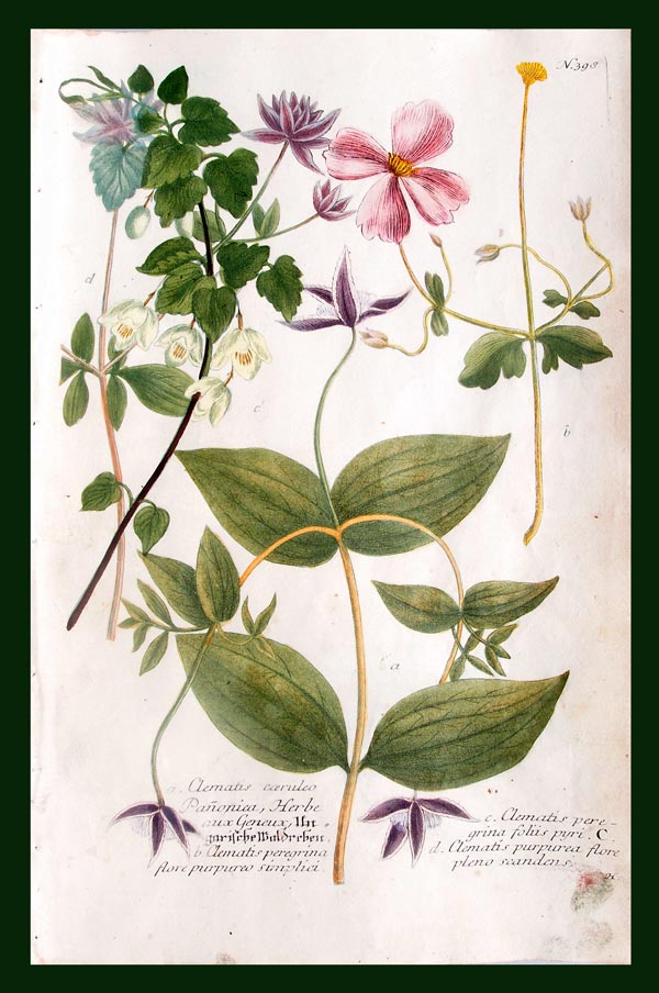 stampa antica clematis weinmann