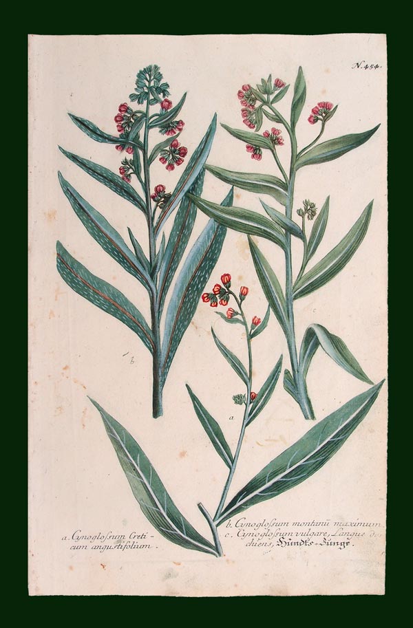 stampa antica fiori lingua cane weinmann