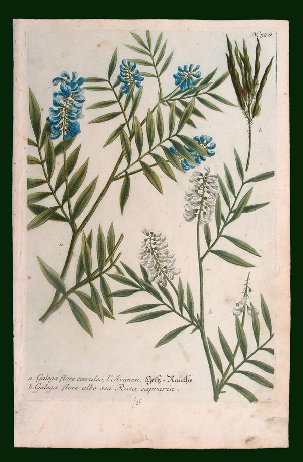 stampa antica galega weinmann