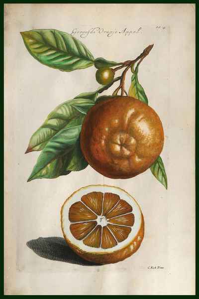 stampa antica geroosde oranje appel commelyn
