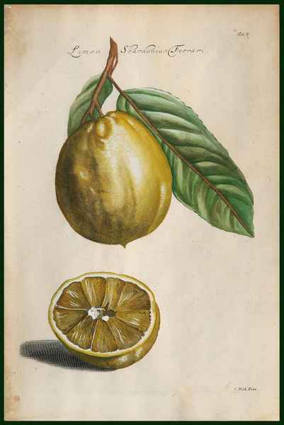 stampa antica limon sbardonius ferrari commelyn