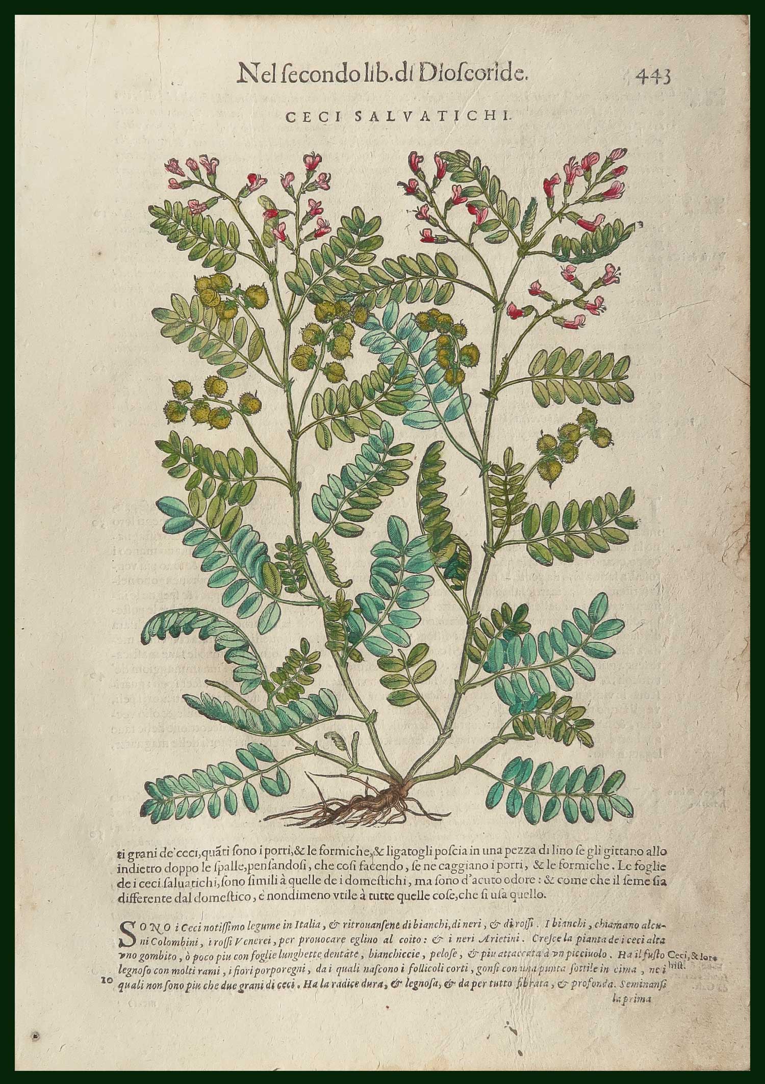 stampa antica ceci mattioli