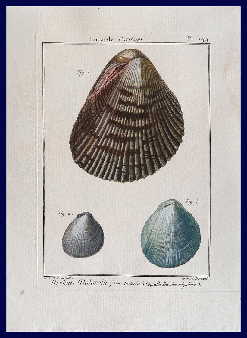 stampa antica conchiglie cardium