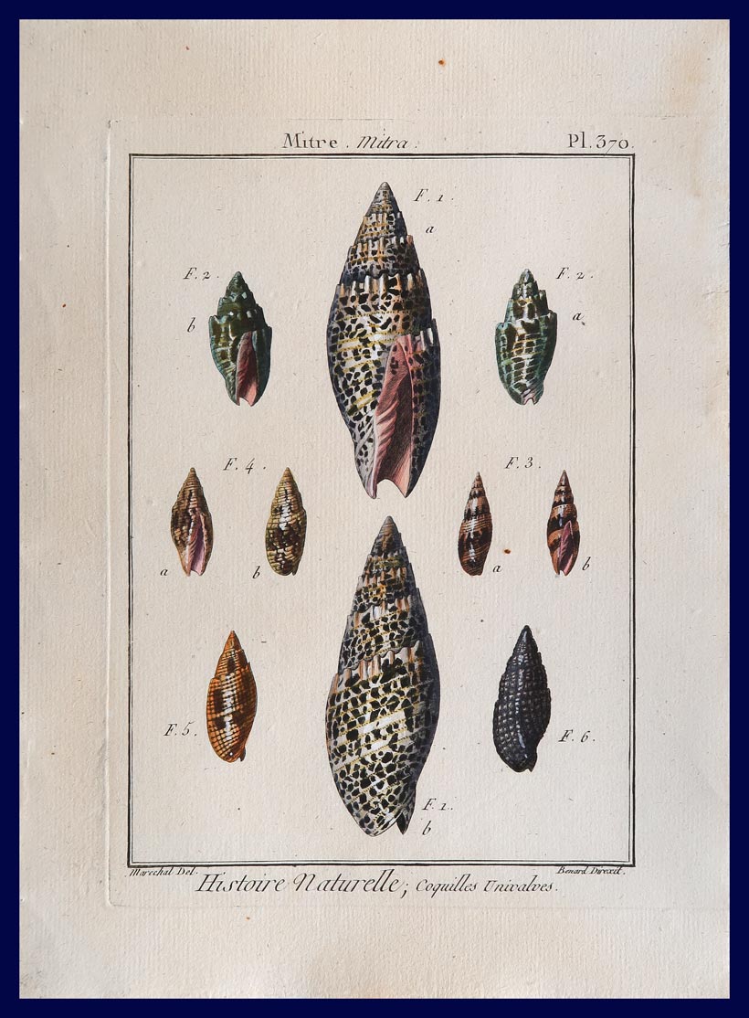 stampa antica conchiglie mitra