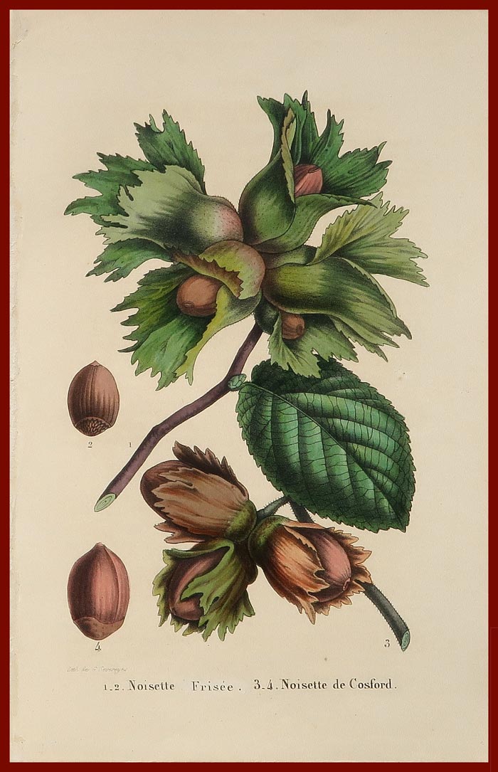 stampa antica noisette